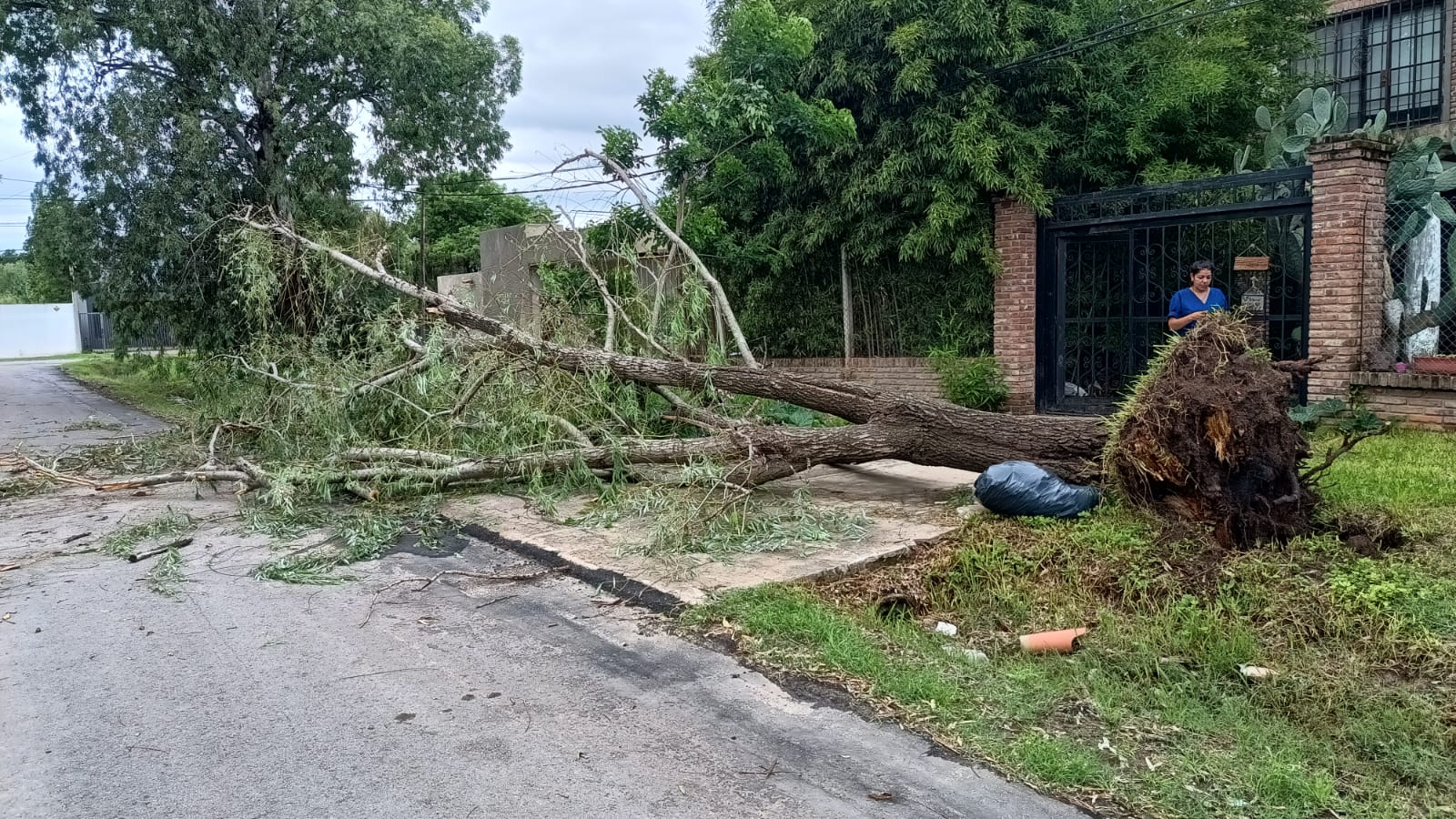 Por los fuertes vientos, se cayeron dos árboles y ramas de gran porte en Funes